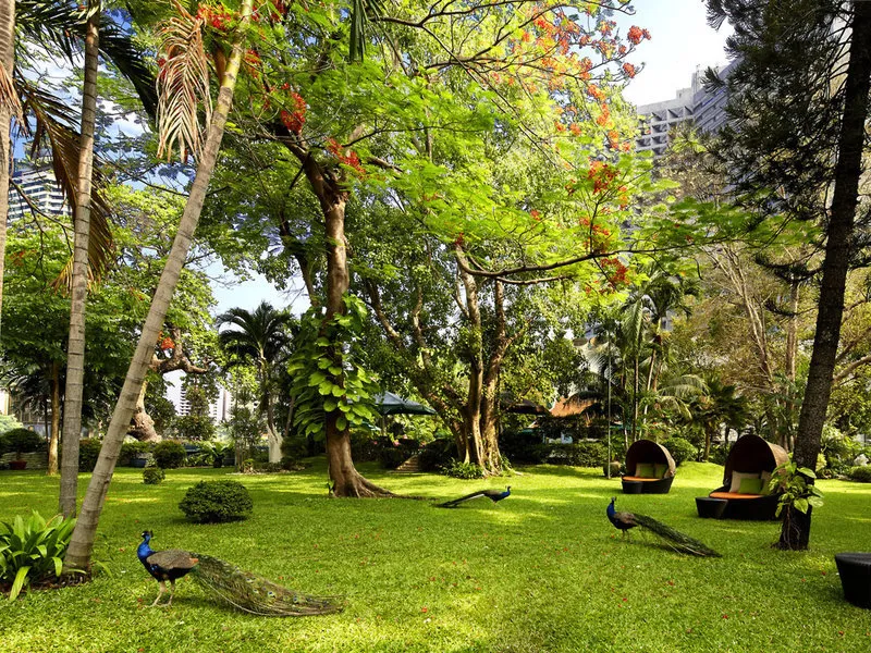 Bujen tropski vrt s pavi ob reki Chao Phraya v hotelu Sheraton